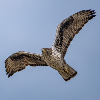 Bonelli's Eagle